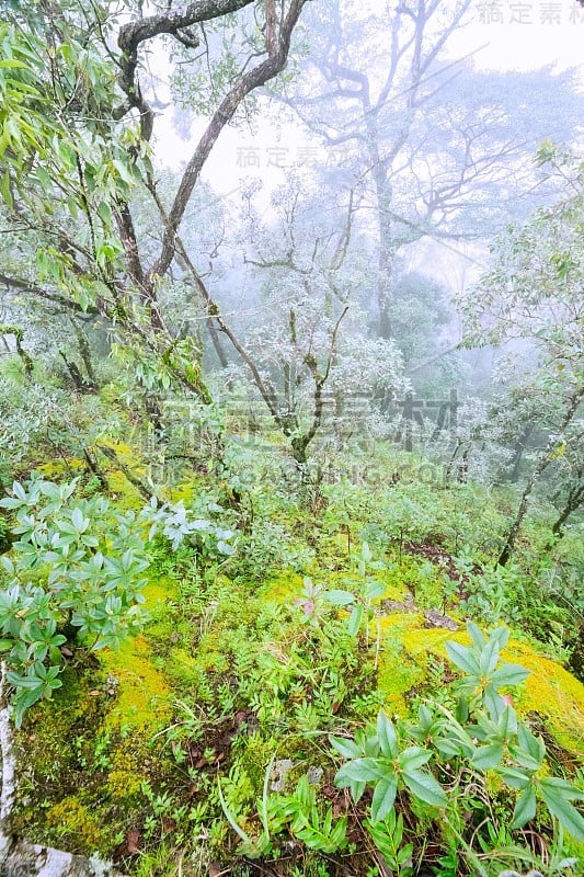 热带雨林