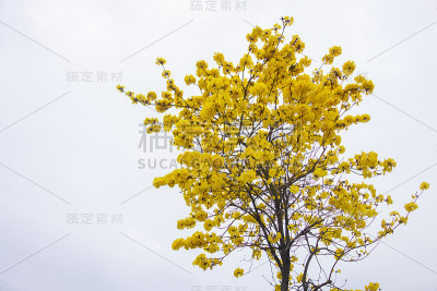 黄花盛开