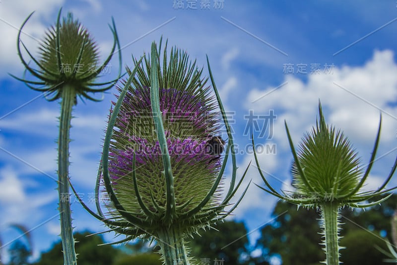 大黄蜂和三刺蓟(Cirsium ordinary)。Northiam的大迪克斯特花园。