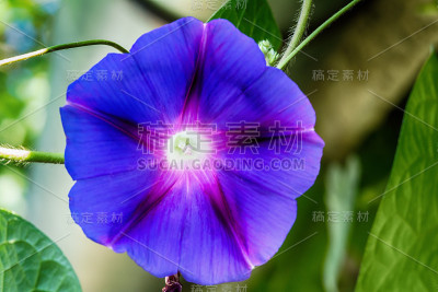 紫色对冲旋花类