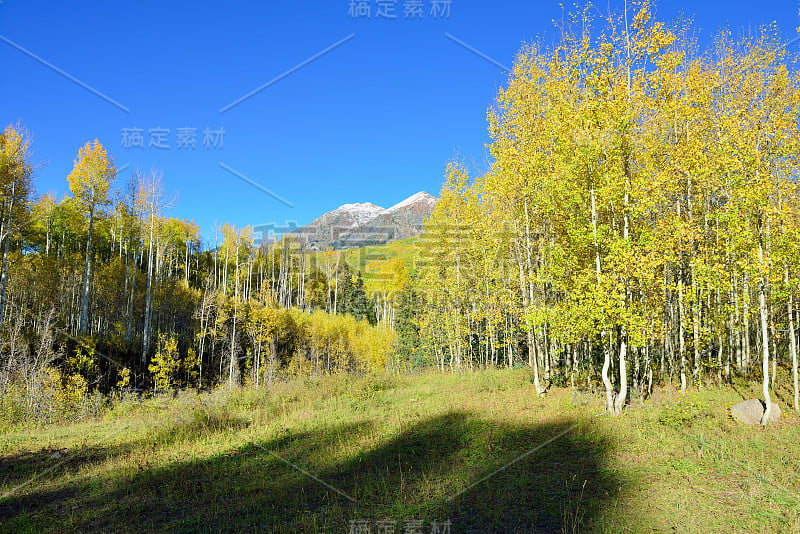 黄色和绿色的山杨和白雪覆盖的山脉