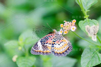 花上美丽的蝴蝶