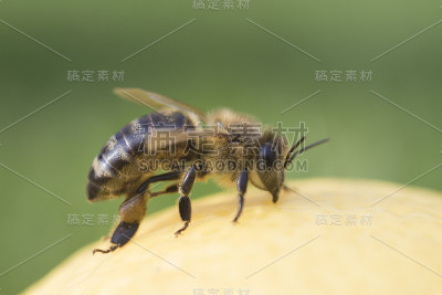 特写镜头在蜜蜂