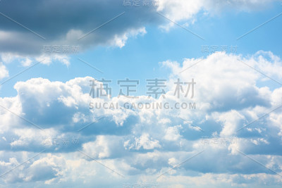 泡桐树在开花
