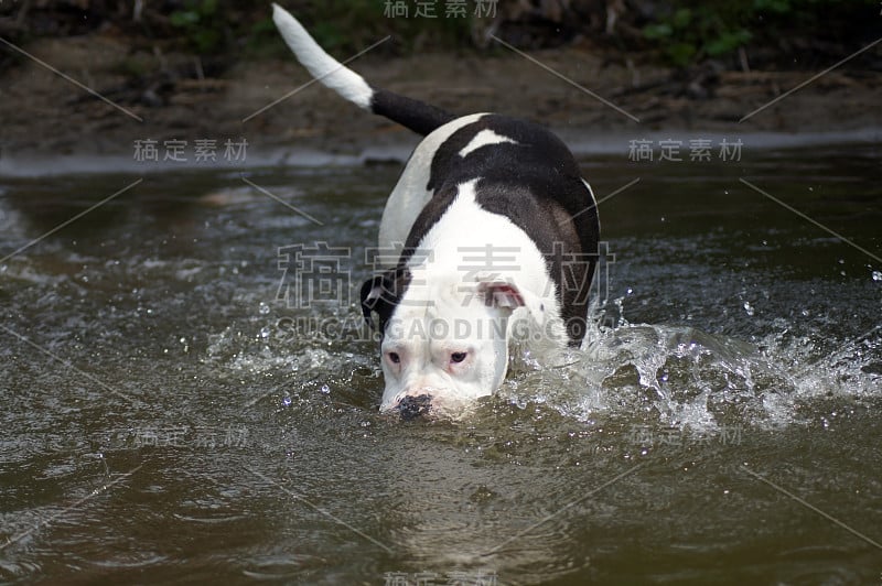 狗在湖里洗澡