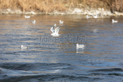 白天，地中海海鸥会在日落时飞过水面上的其他地中海海鸥