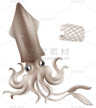 鱿鱼