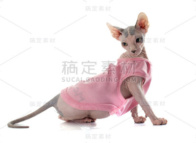 装扮的斯芬克斯无毛猫