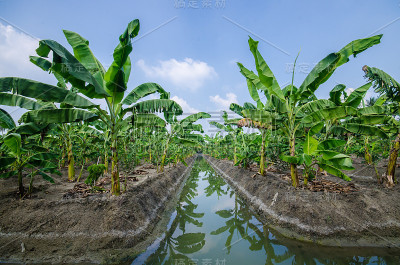 香蕉树种植园