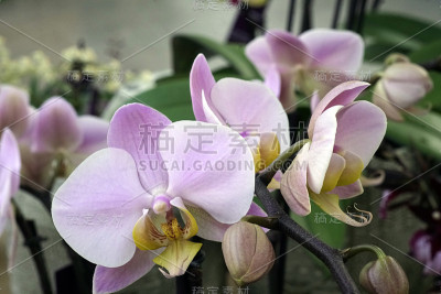 兰花蝴蝶兰特写