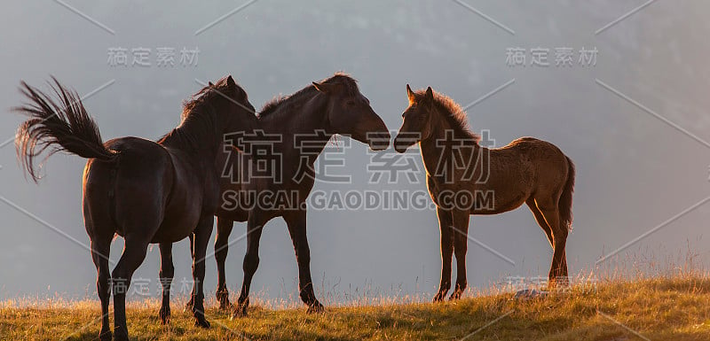 美丽的野马在遥远的山区在夏天