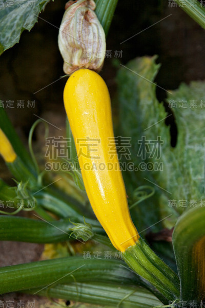 花园里种着黄色的小胡瓜