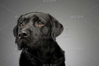 可爱的拉布拉多寻回犬的肖像
