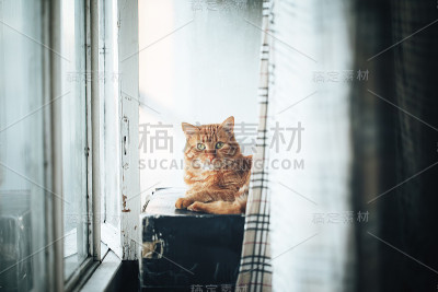 红姜猫