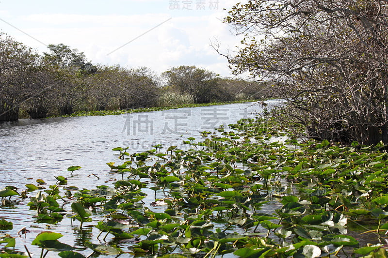 佛罗里达大沼泽地