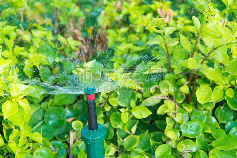 用植物浇灌花园中的施普林格