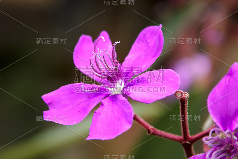 Tibouchina -夸雷斯马