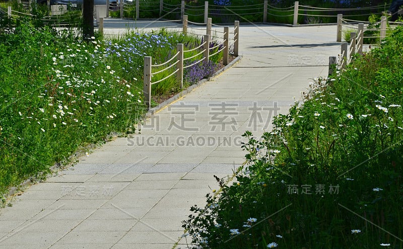 城市公园的花坛上盛开着蓝色和黄色的花朵，它们被一根带木桩的绳子围栏与道路隔开。花坛边缘是用花岗岩镶边