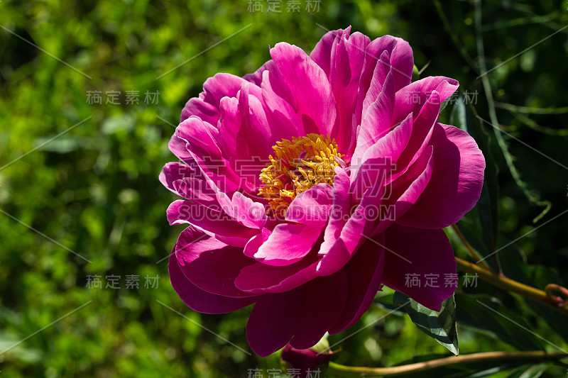 粉红色的红色牡丹与黄色的中间特写在绿色的草的背景。美丽的牡丹花，花瓣很大。