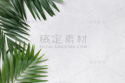 灰色背景上的椰子叶