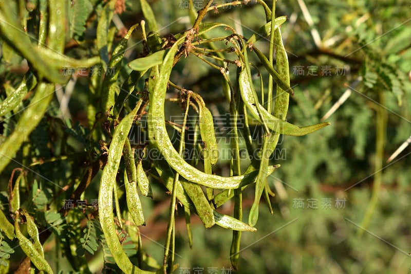 金合欢树的芦苇