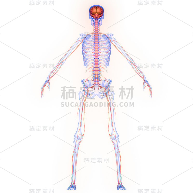 神经系统解剖x射线三维绘制人体内部器官大脑