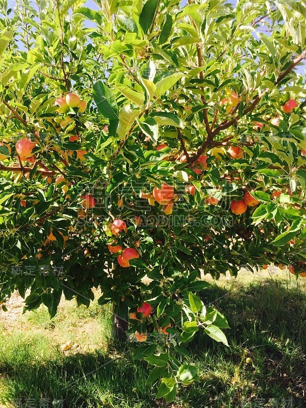 禁果枝上的苹果