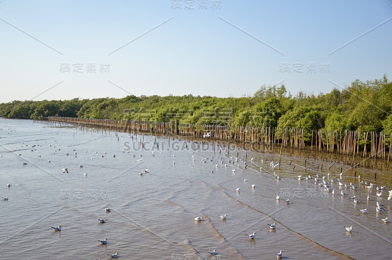 泰国Samutprakan海岸森林保护区的美丽风景