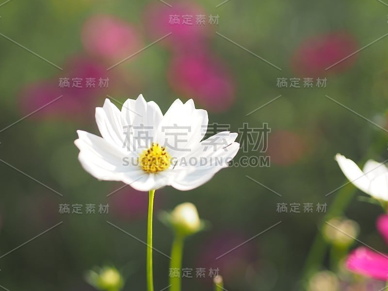 白色，花，花，自然，宇宙，花，美丽，植物，背景，植物群，夏天，美丽，白色，花，花瓣，春天，粉红色，植