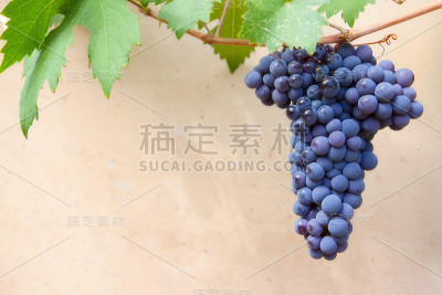 酿酒葡萄
