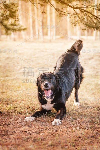 一只中亚牧羊犬在公园里玩耍