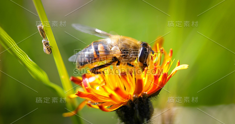 黄蜂从高山绉花收集花蜜