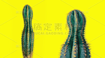 仙人掌