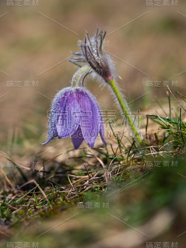 白头翁在早春开花