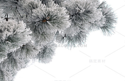 白雪覆盖的松树枝