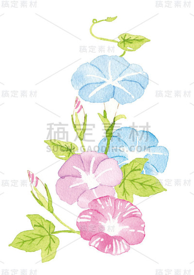 牵牛花的水彩插图