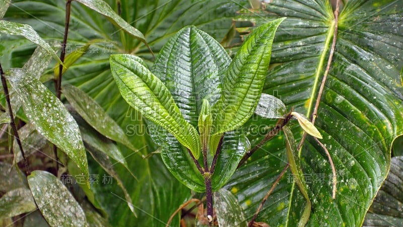 丛林植物的叶子