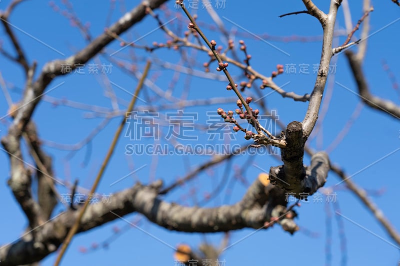 李子芽