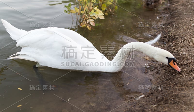 自然界池塘中的天鹅