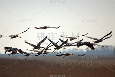 普通曲柄