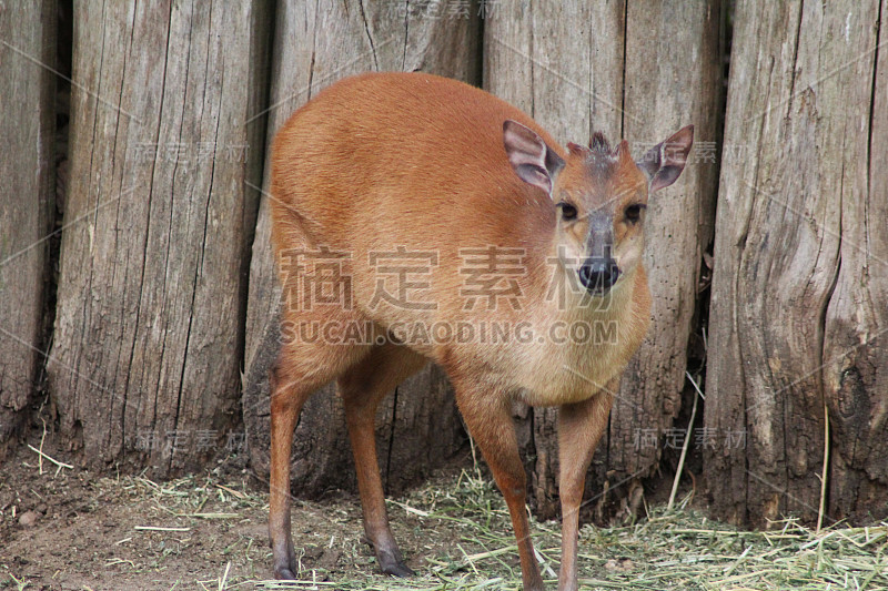 红色潜水员（塞法洛普胡斯纳塔伦西斯）