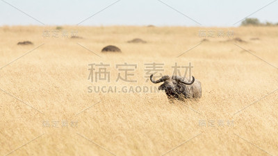 野牛在红燕麦草地上吃草
