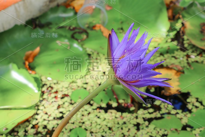 荷花百合紫色上的水美丽，选择性的焦点和柔和的背景