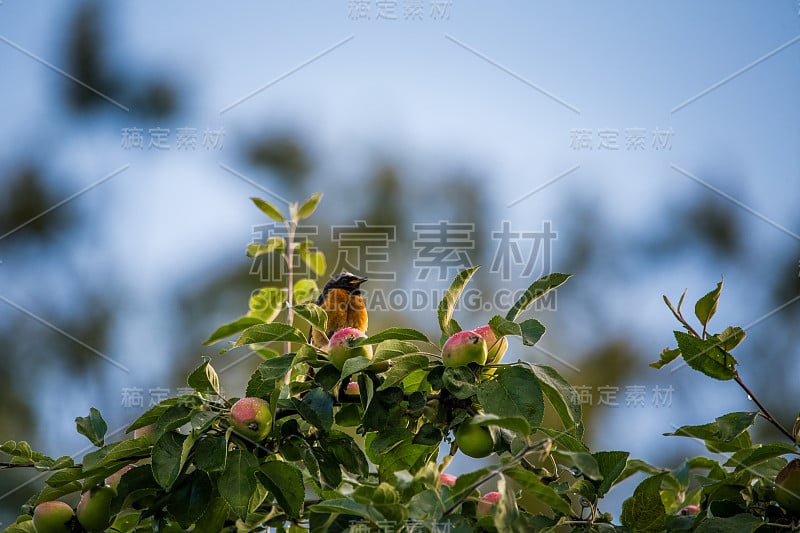 晚夏，一株美丽的雄性红start坐在苹果树上。