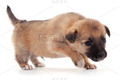 一个小狗。