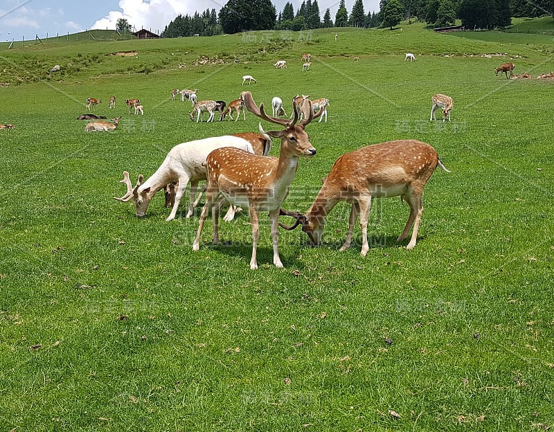 梅花鹿,Cervus日本