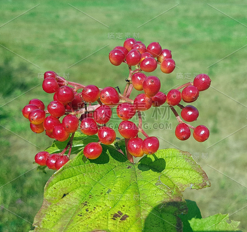 山茱萸，山茱萸，水果，红色，