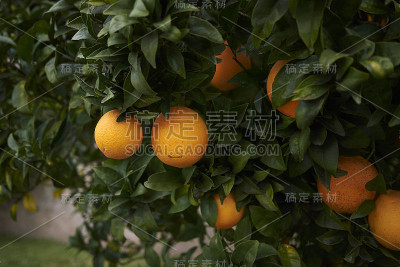 素类