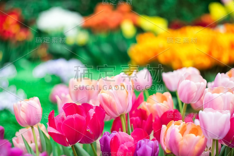 散焦花的春天背景的彩色郁金香在一个模糊的背景