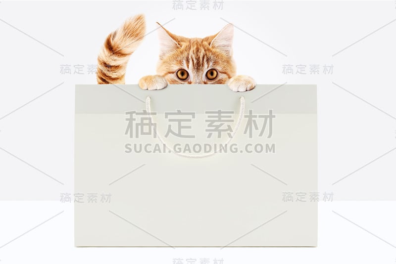 宠物商店概念，有趣的宠物猫显示一个购物者孤立在白色背景空白模板和复制空间